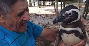 Pinguim sempre volta para “visitar” homem que o salvou