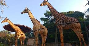 Este zoológico brasileiro tem o maior número de animais raros que você já viu