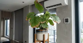 Foto: (Imagem sem texto alternativo disponivel ID [2750592])