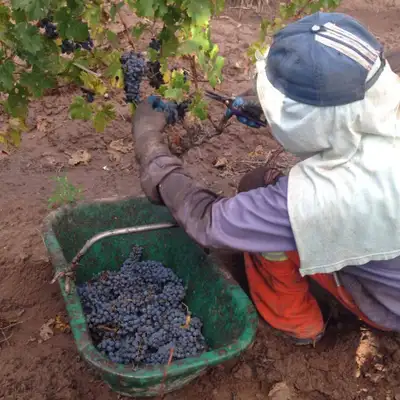 Quanto mais alta a qualidade do vinho, maior é o cuidado durante a colheita. Ela pode ser feita manualmente, colhendo cada cacho com uma tesoura especial.