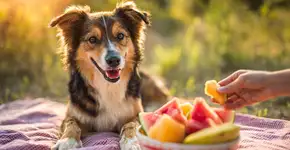 Quais frutas os cães podem comer? Responde especialista em bem-estar canino
