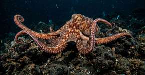 Eles não seriam insetos ou mamíferos: o sucessor mais provável da humanidade vive debaixo do mar e é mais inteligente do que você imagina