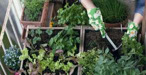 Cursos online e gratuitos ensinam a manter horta em casa