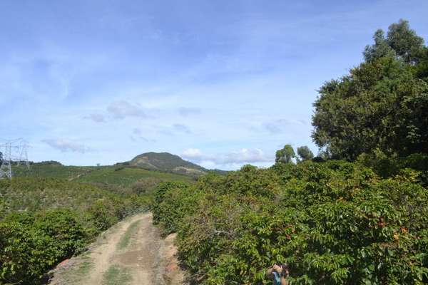Parte do passeio é feito por cafezais na zona rural de Serra Negra