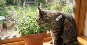 Foto: (Imagem gerada por IA/Gemini)