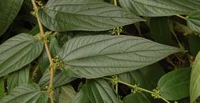 Cientistas encontram canabidiol em planta que cresce em quase todas as casas brasileiras