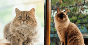 Foto: (Imagem sem texto alternativo disponivel ID [2629231])