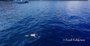 Foto: (Imagem sem texto alternativo disponivel ID [871629])