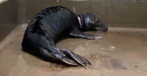 ONG resgata a 50ª foca com ferimentos causados por lixo plástico