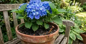 Enterrar um prego enferrujado no vaso da hortênsia: para que serve e como fazer