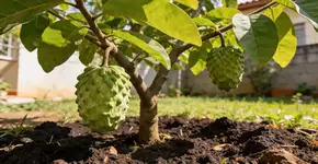 Foto: (Imagem sem texto alternativo disponivel ID [2724441])