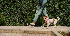 Estudo de Harvard destaca benefícios emocionais da convivência com cachorros