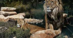 Santuário na Jordânia acolhe animais vítimas de guerras