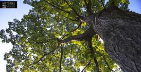 Foto: (Imagem sem texto alternativo disponivel ID [1394248])