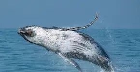 Foto: (Julio Cardoso/Projeto Baleia a Vista)