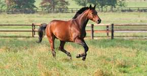 Foto: (Imagem sem texto alternativo disponivel ID [2639308])