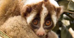 Conheça a verdade por trás dos vídeos “fofos” de lóris lentos
