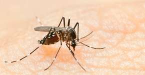 Dengue: Especialista ensina como usar o hipoclorito de sódio no combate ao Aedes aegypti