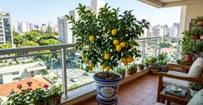 O pé de fruta ideal para ter no vaso que produz rápido e não mancha o piso da varanda