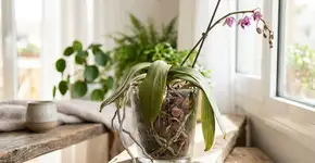 O que significa quando a orquídea começa a murchar?