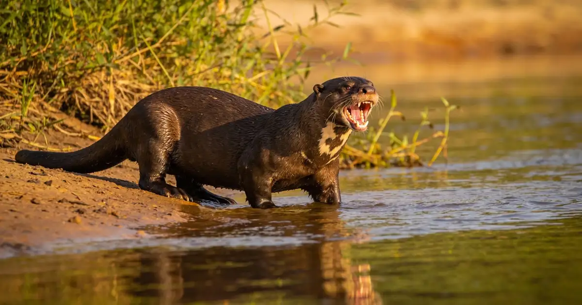 Cuidado com esses animais: ranking dos bichos mais valentes da nossa mata que você não pode nem pensar em chegar perto