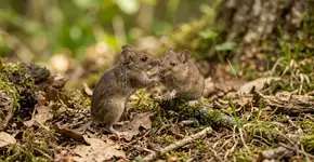 Comportamento nunca antes documentado: ratos tentam resgatar seus companheiros com ações semelhantes à RCP