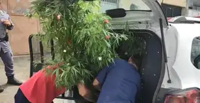 Polícia apreende árvore de Natal de maconha no Espírito Santo