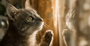 Três reações ao espelho revelam como seu gato interpreta o mundo através dos sentidos