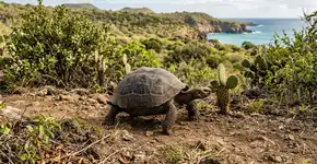 Extintas há mais de 150 anos, 158 tartarugas gigantes estão retornando a Floreana, e seu retorno pode revitalizar um ecossistema que vem se deteriorando silenciosamente por gerações