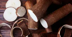 Mandioca contribui para boa saúde do intestino, conclui estudo brasileiro