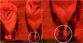 Exposição do Harry Potter causa polêmica ao expor corujas vivas