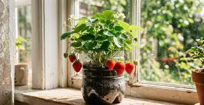 Essa árvore frutífera pode crescer numa garrafa pet cortada ao meio e produzir frutos saborosos em poucos meses