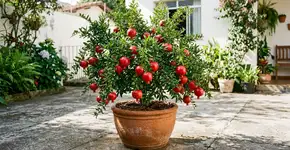 A árvore que toda horta doméstica precisa: não danifica o solo, é resistente e produtiva