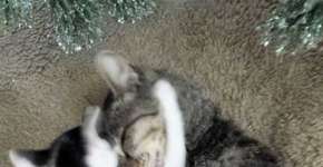 Gata sai para passear e volta com filhote abandonado para casa