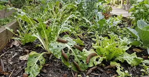 Foto: (Imagem sem texto alternativo disponivel ID [2766672])