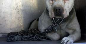 Cachorra acorrentada por toda a vida brinca ao ser libertada