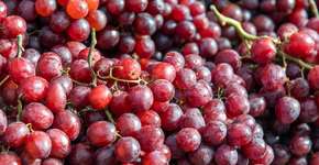 Os benefícios da uva para a memória e a saúde dos olhos