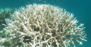 Grande Barreira de Corais sofre danos sem precedentes, diz estudo