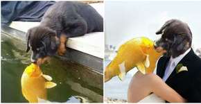 Este cão beijando um peixe causou uma guerra de montagens; veja