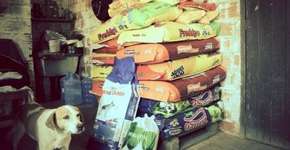 “Open Bar Canino” arrecada doações para ONGs que cuidam de animais abandonados em Porto Alegre