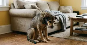 As pessoas geralmente não reconhecem a dor nos cães