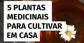 5 plantas medicinais para cultivar em casa