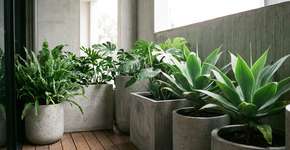 Fim do vaso de plástico: a preferência agora é por esta opção de cimento mais rústica e barata