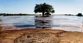 Fotógrafos mostram a beleza e a fragilidade do Pantanal em exposição virtual