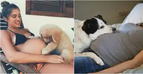 20 fotos muito fofas de cães esperando a chegada de bebês