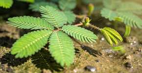 Foto: (Imagem sem texto alternativo disponivel ID [2713005])