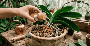 Foto: (Imagem sem texto alternativo disponivel ID [2756815])