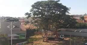 Foto: (Imagem sem texto alternativo disponivel ID [739348])