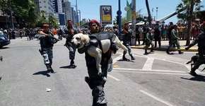 Cachorro é carregado por policial durante desfile e foto viraliza
