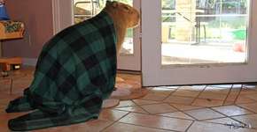 Imagens registram a estranha cultura das capivaras de estimação